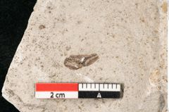 Foto (Detailansicht) von Glyptostrobus europaeus Brongniart (NHMW-GEO-2024-0188-6760)